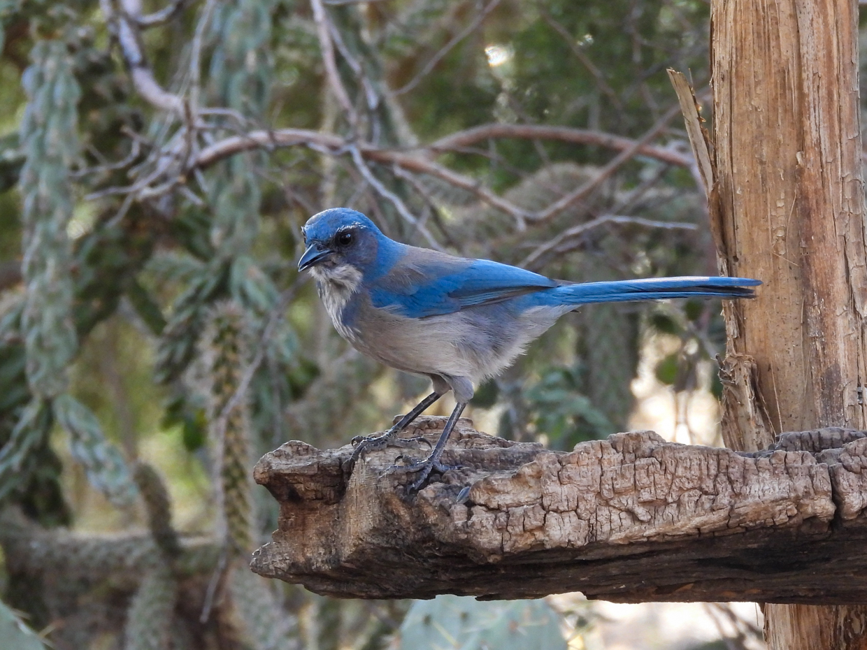 Woodhouse's Scrub Jay