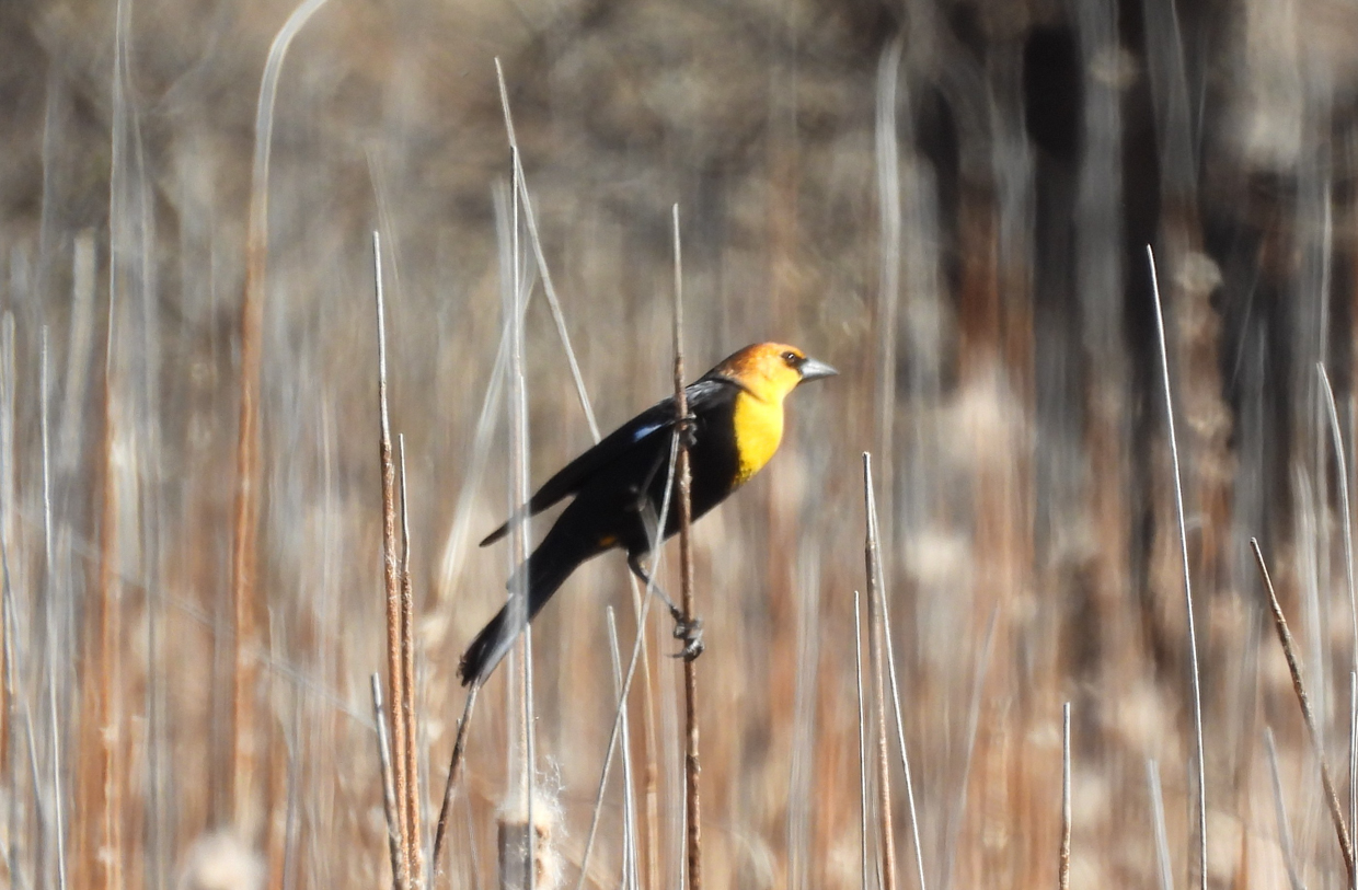 Yellow-headed Blackbird