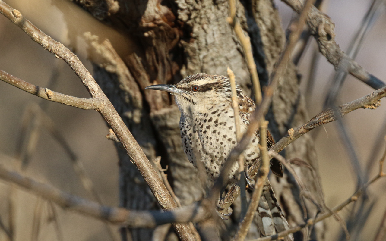 Southern Mexico (March 18 – April 1, 2026)