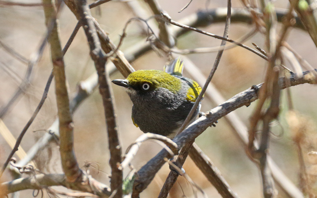 Southern Mexico (March 18 – April 1, 2026)