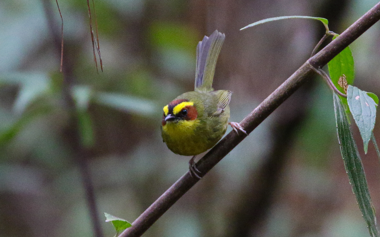 Southern Mexico (March 18 – April 1, 2026)