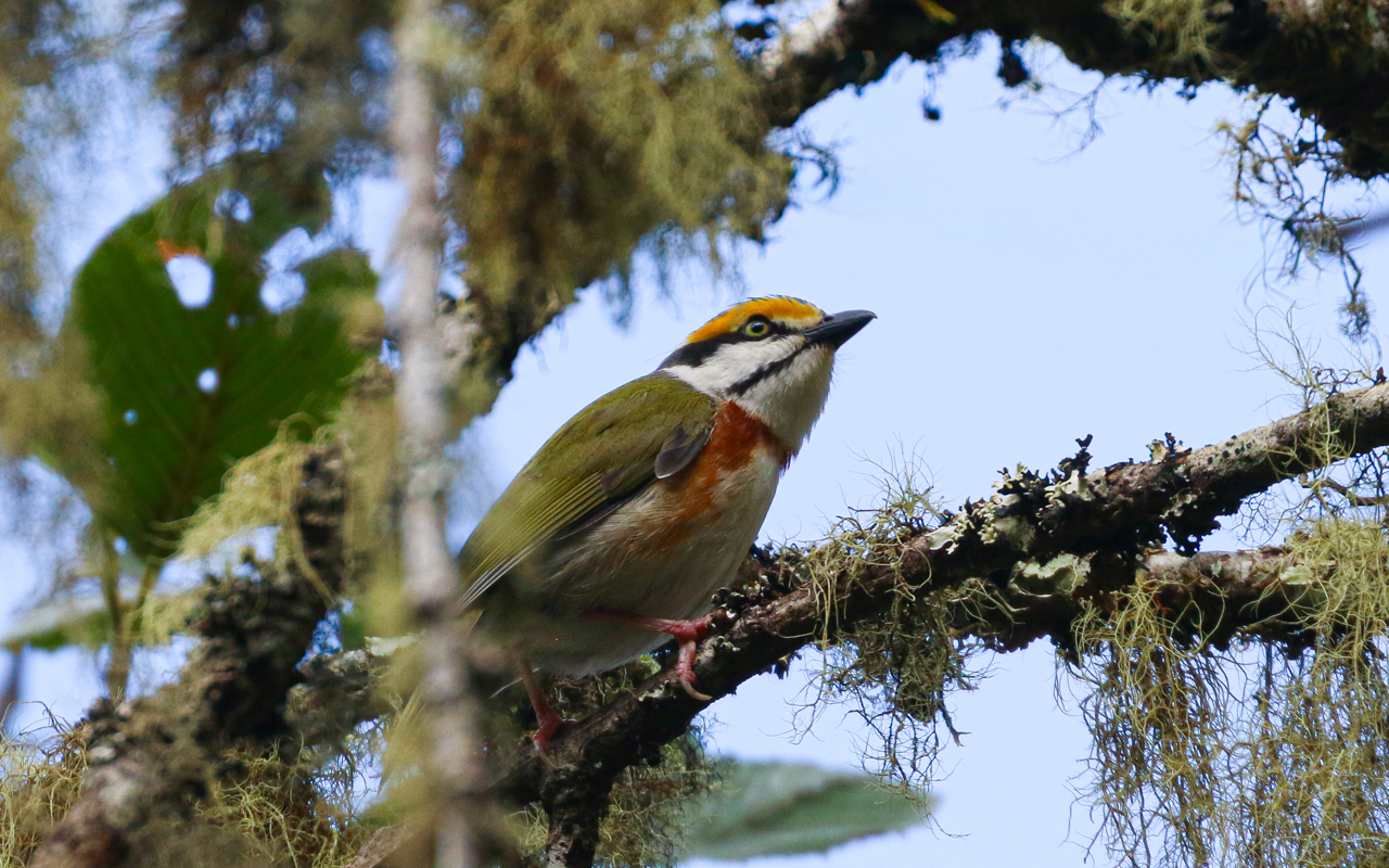 Southern Mexico (March 18 – April 1, 2026)