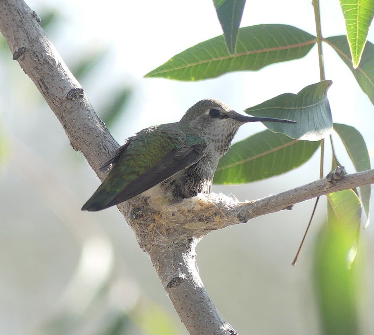 Arizona in Winter Trip Report (March 2026)