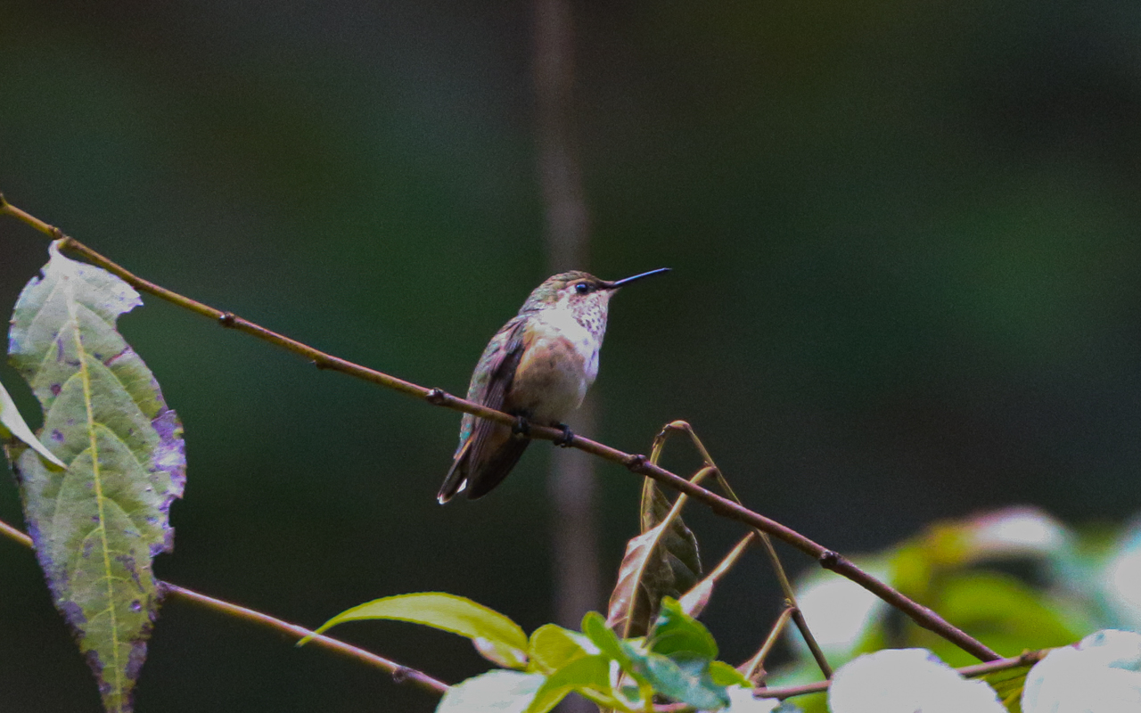 Southern Mexico (March 18 – April 1, 2026)
