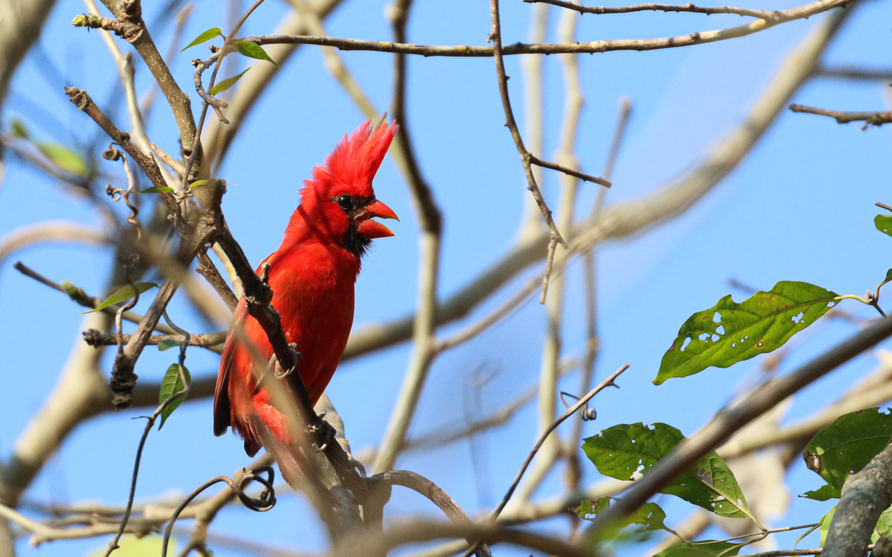 Southern Mexico (March 18 – April 1, 2026)