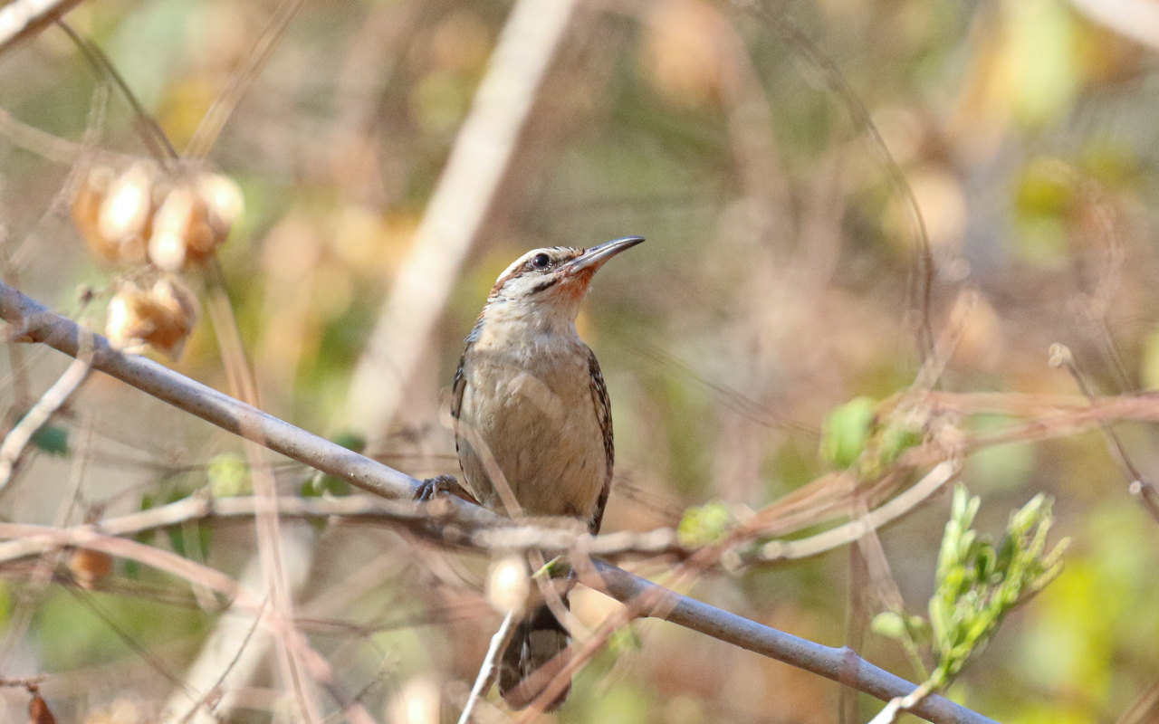 Southern Mexico (March 18 – April 1, 2026)