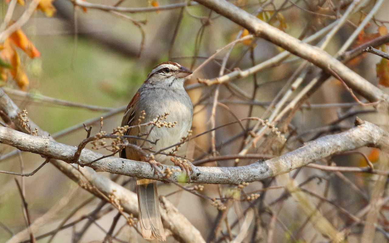 Southern Mexico (March 18 – April 1, 2026)