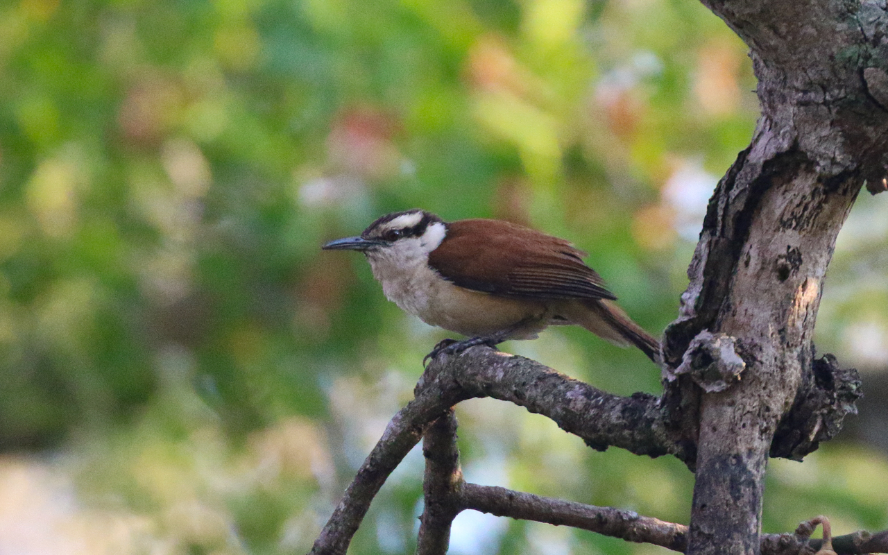 Southern Mexico (March 18 – April 1, 2026)