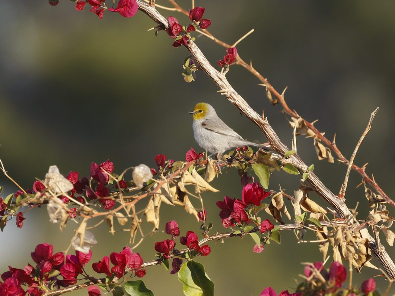 Arizona in Winter Trip Report (March 2026)