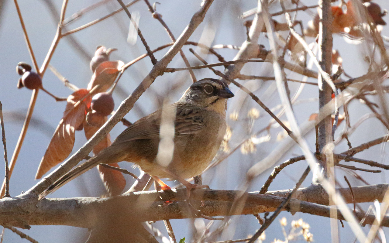 Southern Mexico (March 18 – April 1, 2026)