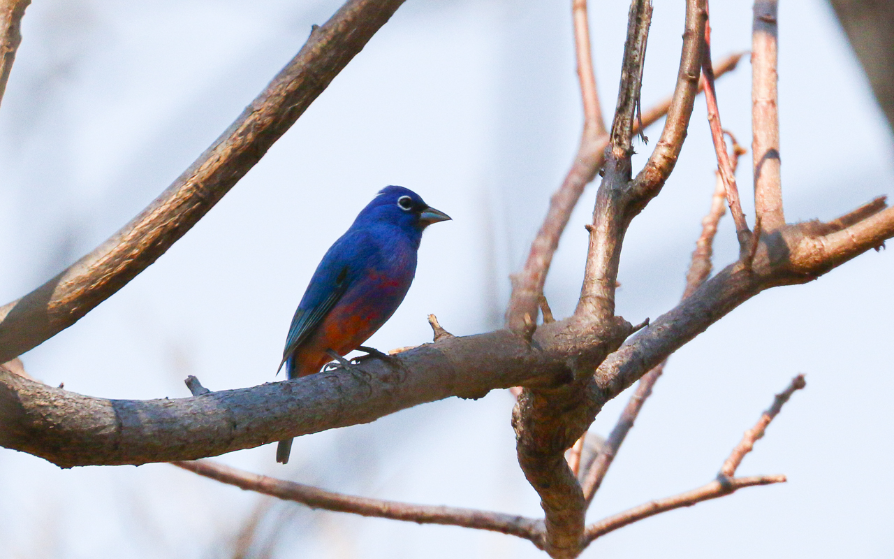 Southern Mexico (March 18 – April 1, 2026)