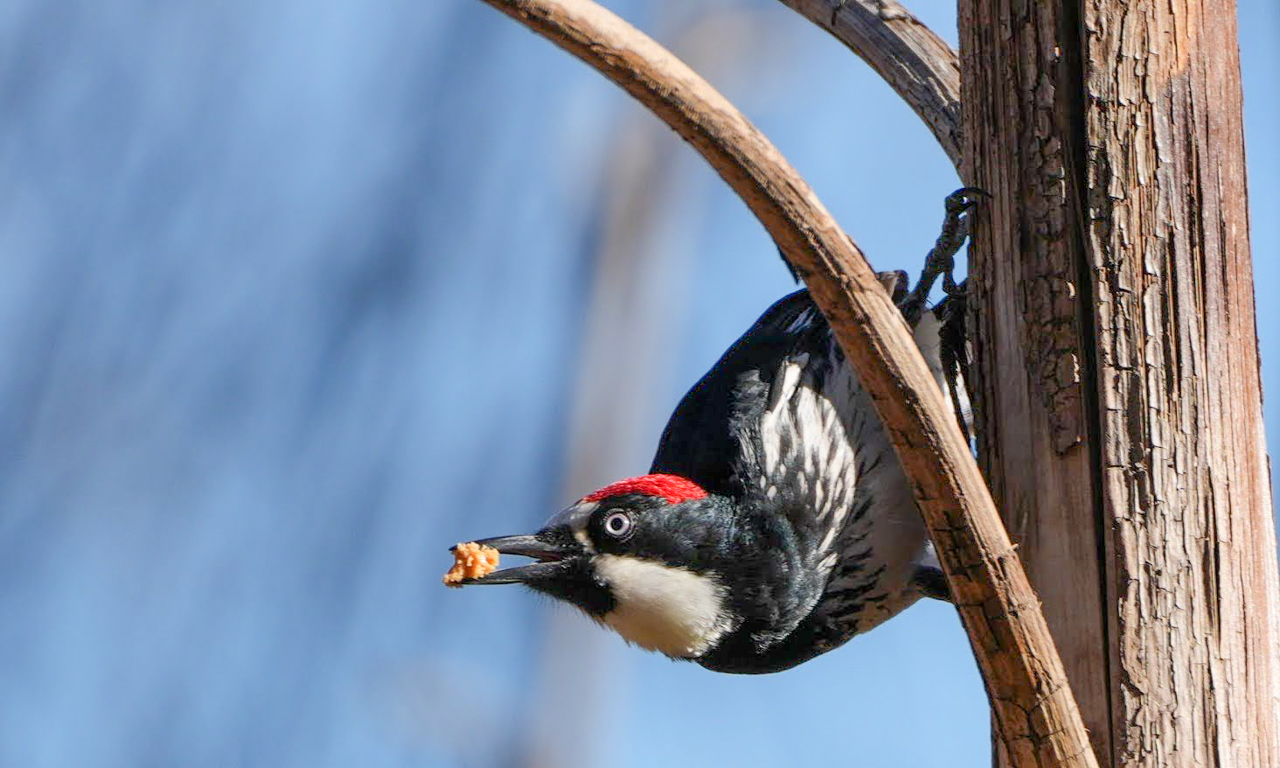 Acorn Woodpecker 