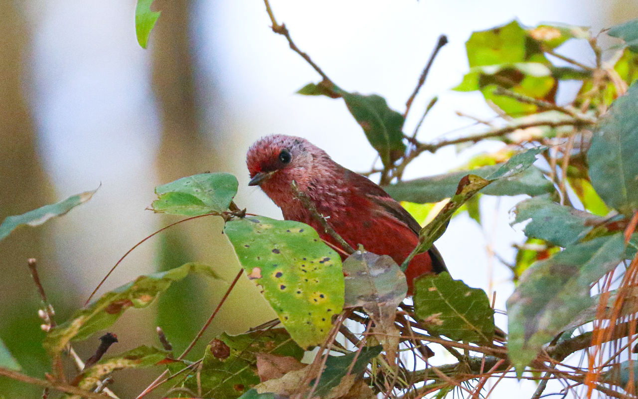 Southern Mexico (March 18 – April 1, 2026)
