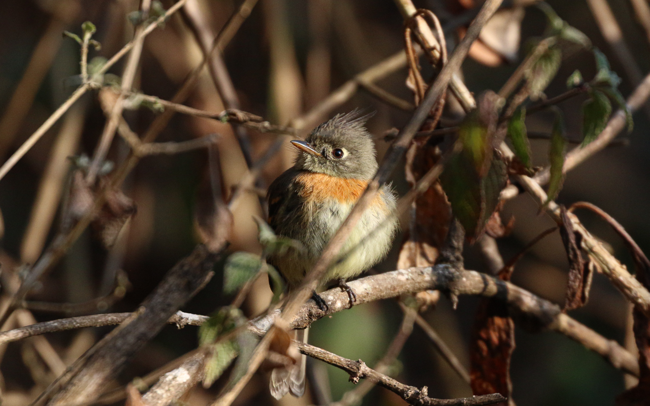Southern Mexico (March 18 – April 1, 2026)