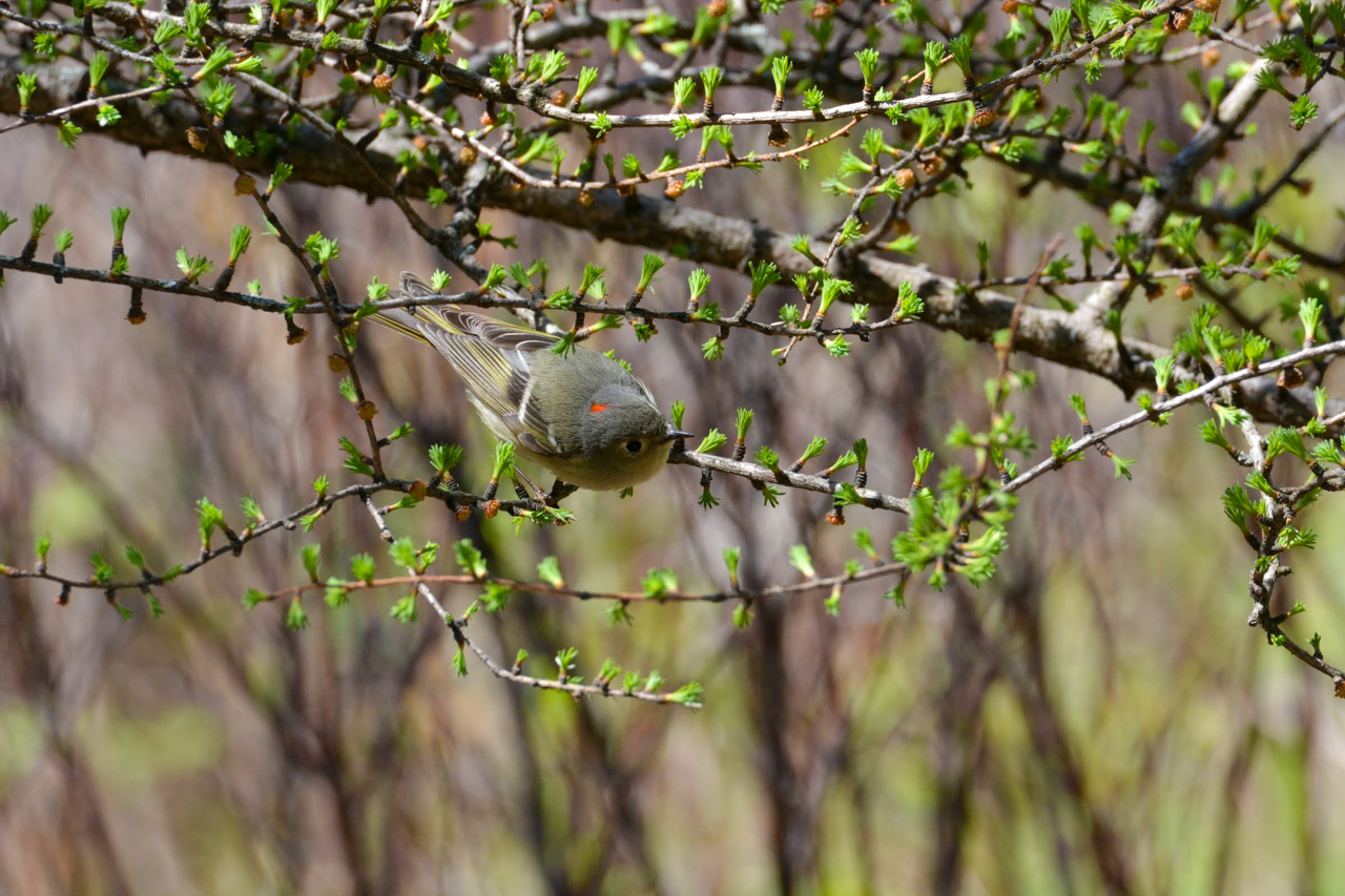 Ruby-crowned Kinglet 