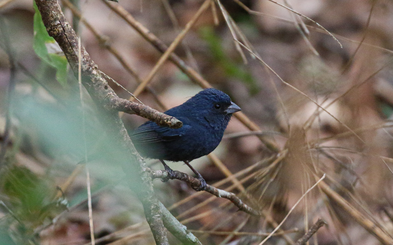 Blue Seedeater