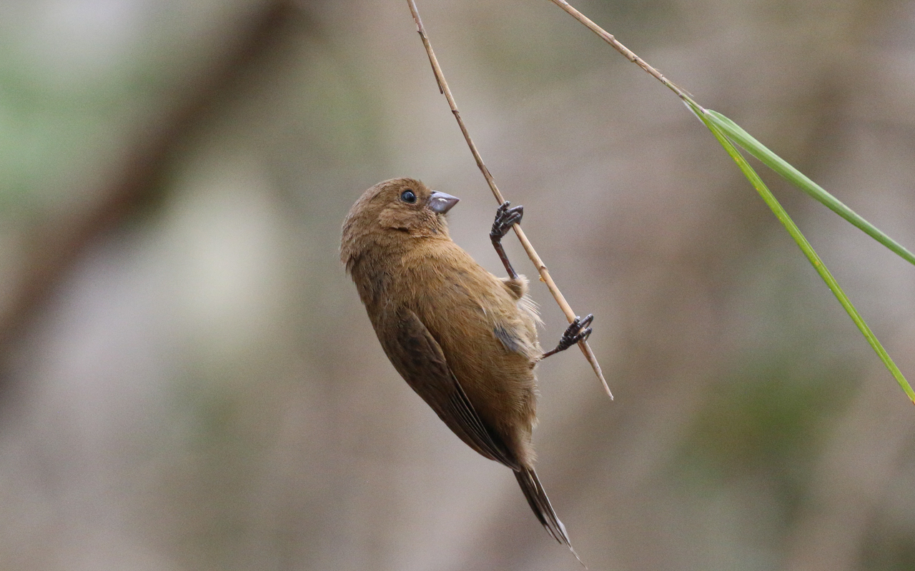 Blue Seedeater, female