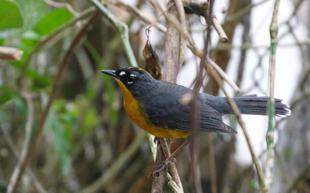 Southern Mexico (March 18 – April 1, 2026)