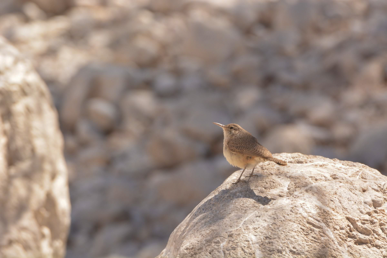 Arizona in Winter Trip Report (March 2026)