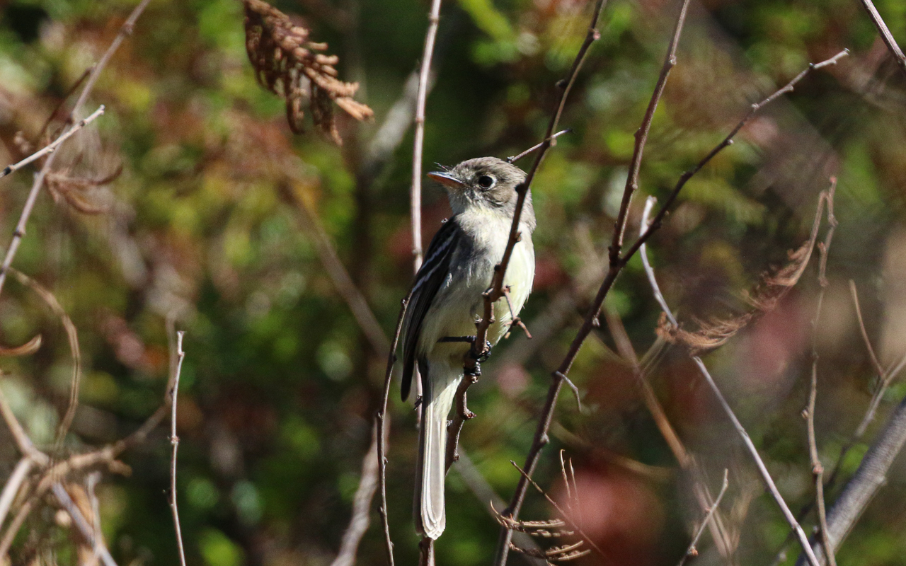 Southern Mexico (March 18 – April 1, 2026)