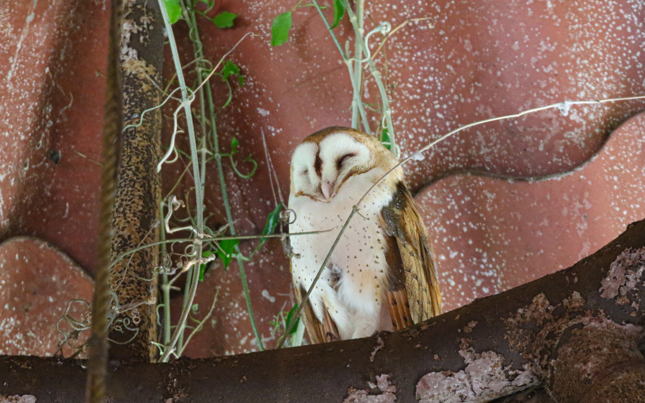 American Barn Owl