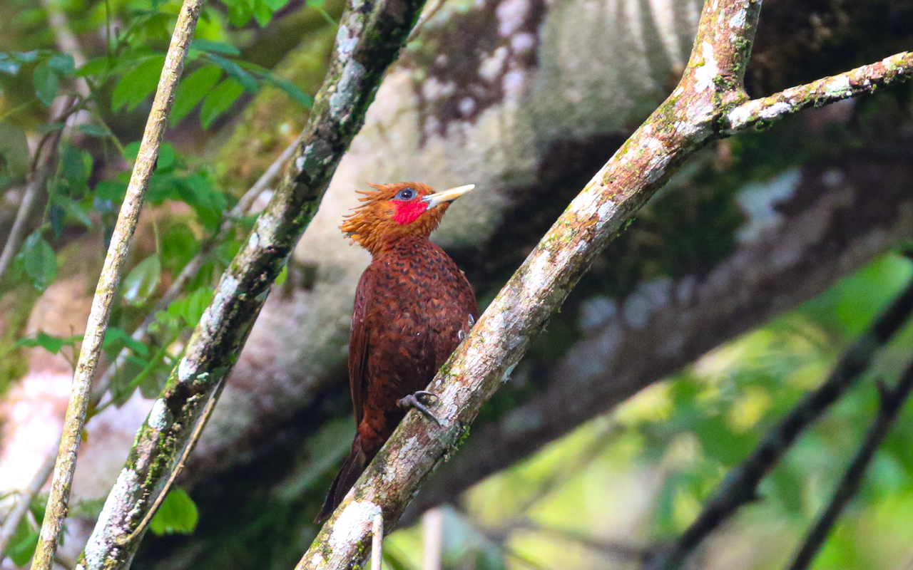 Chestnut-colored Woodpecker