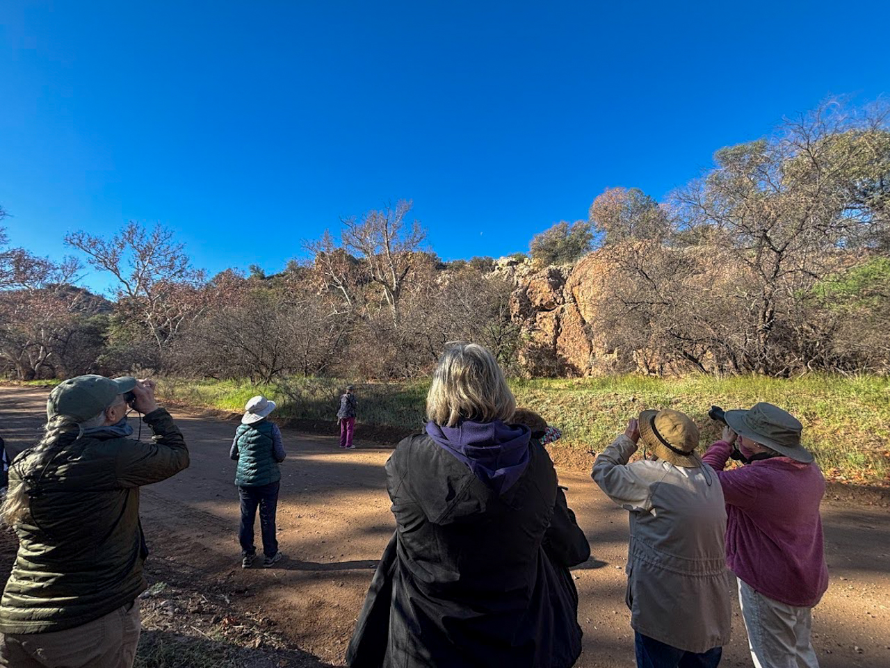 Birding Harshaw Creek Canyon