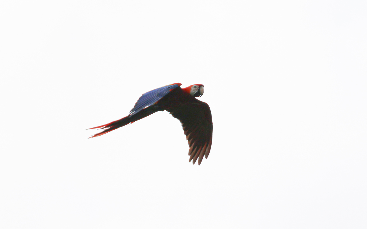 Scarlet Macaw