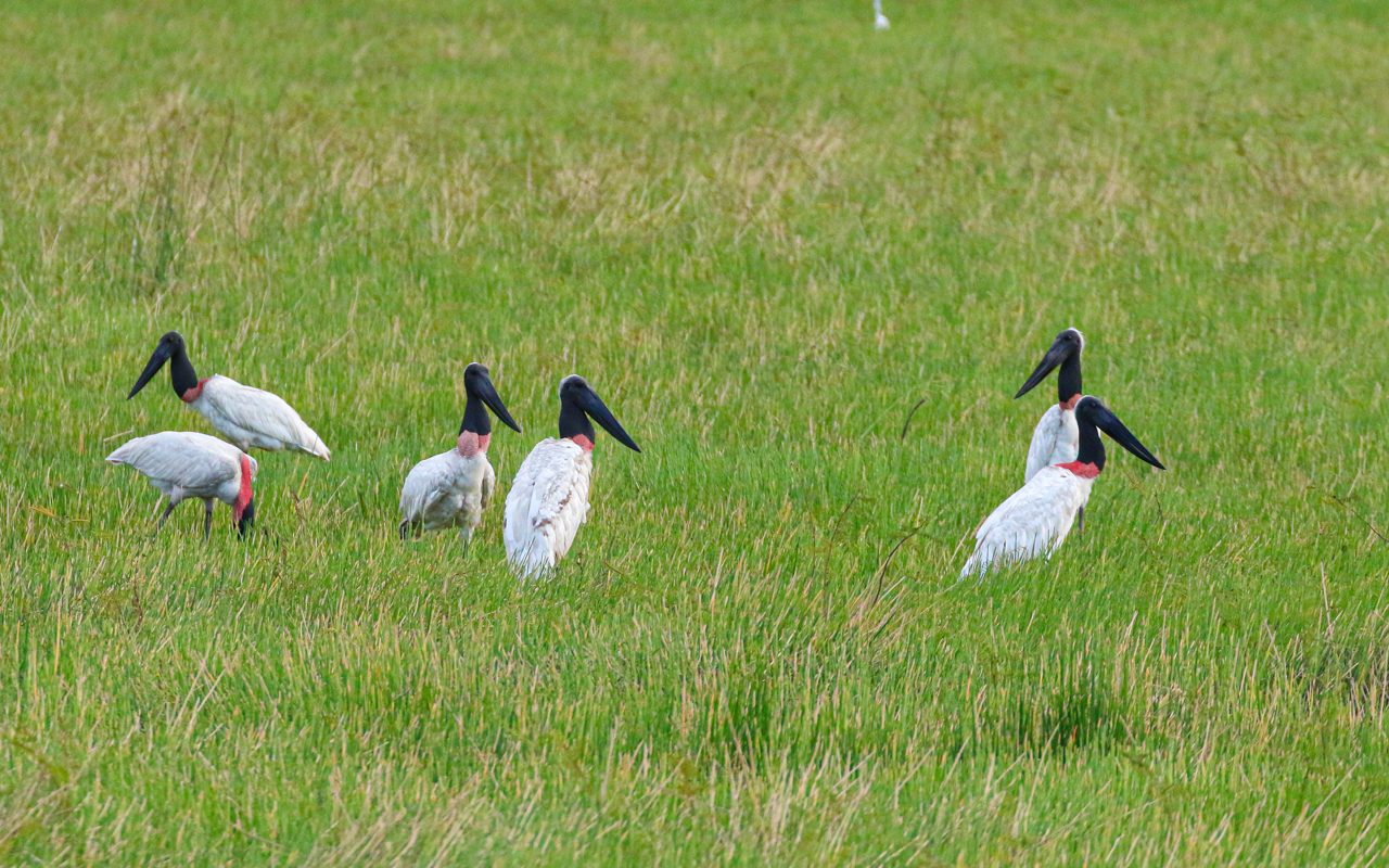Jabiru