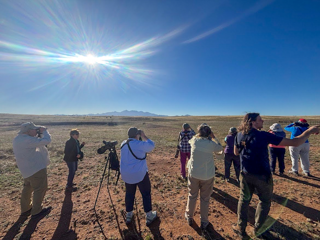 Birding the grassland