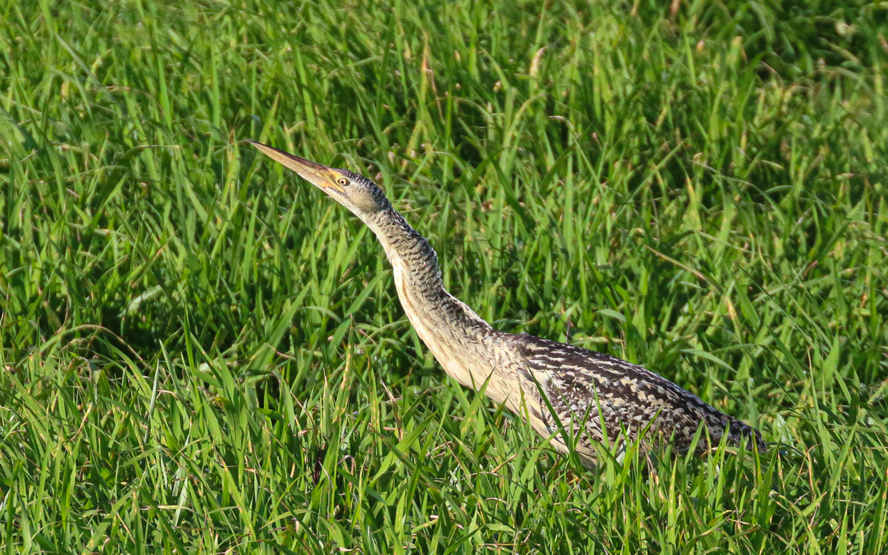 Pinnated Bittern