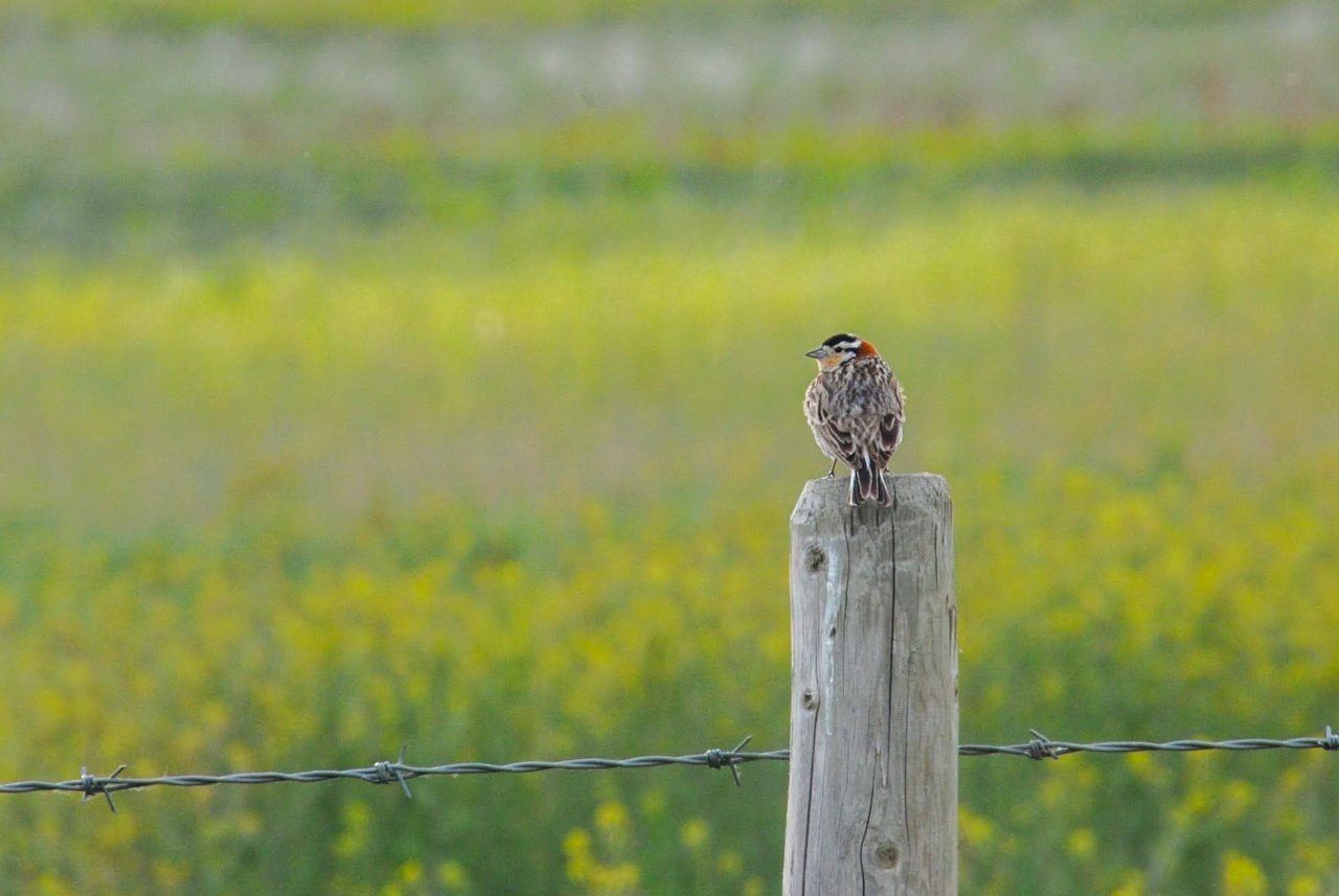 Chestnut-collared Longspur