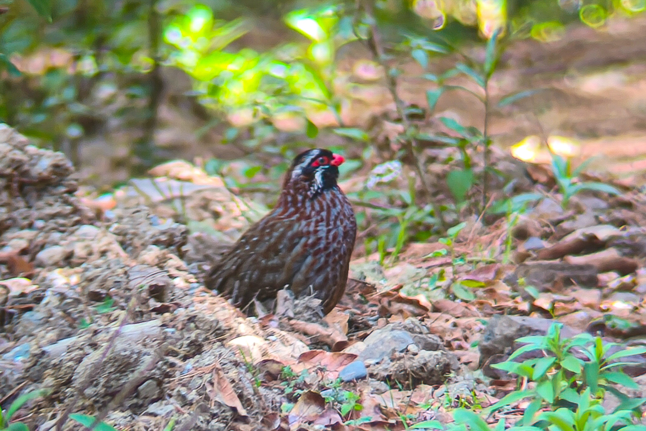 Southern Mexico (March 18 – April 1, 2026)