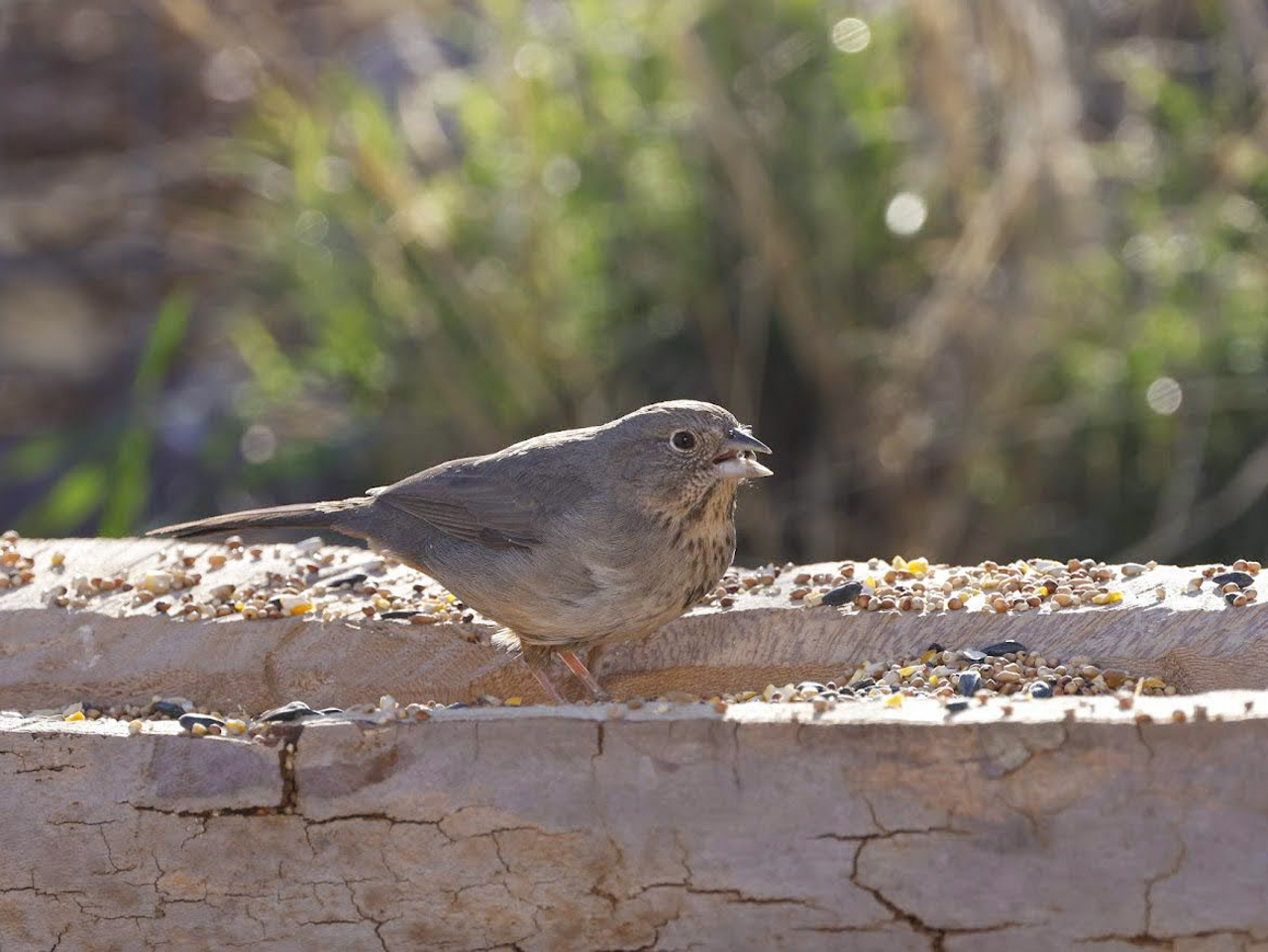 Canyon Towhee
