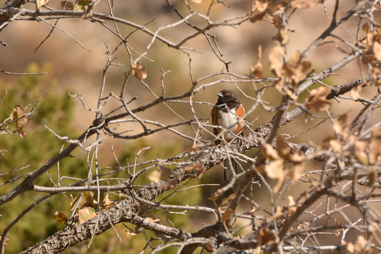 Spotted Towhee