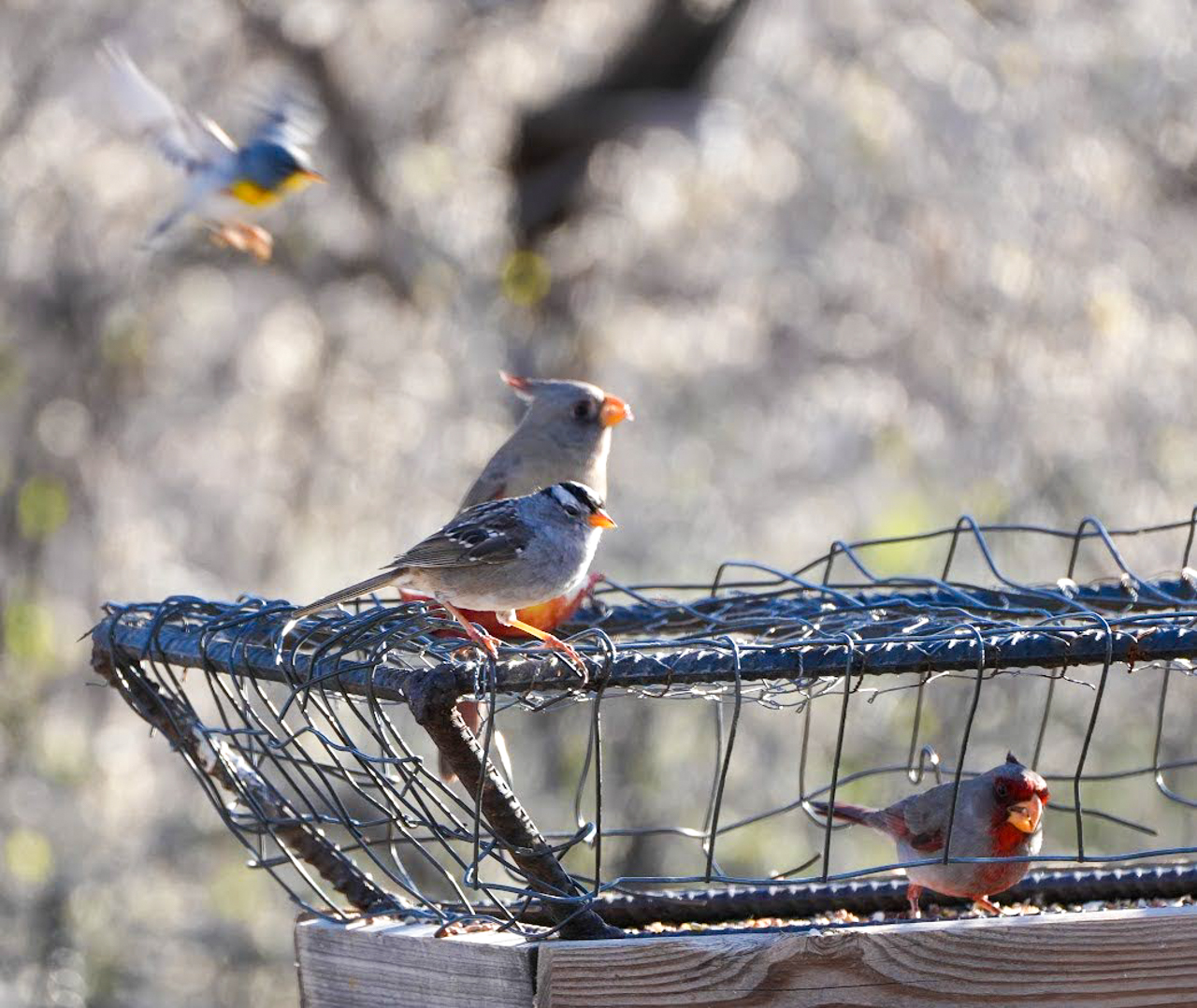 Northern Parula, Pyrrhuloxia pair, and White-crowned Sparrow