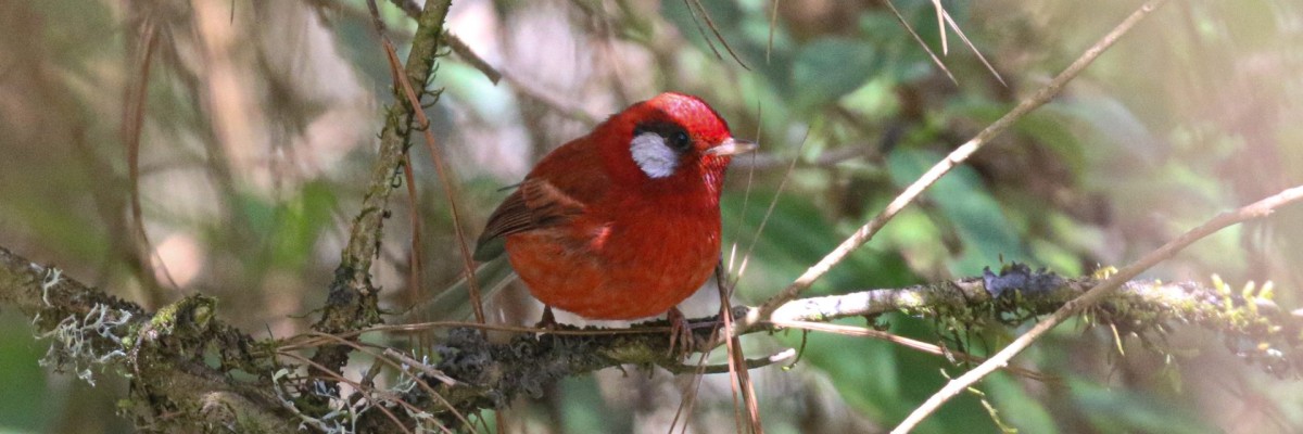 Southern Mexico (March 18 - April 1, 2026)