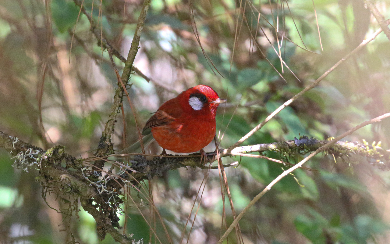 Southern Mexico (March 18 – April 1, 2026)