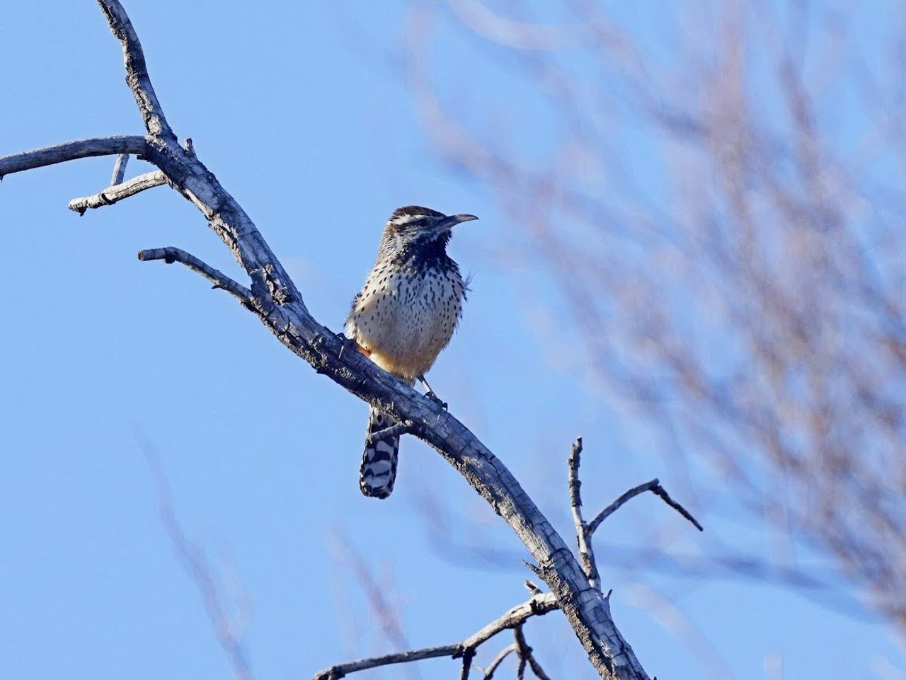 Cactus Wren