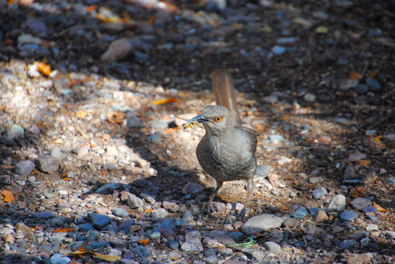 Curve-billed Thrasher