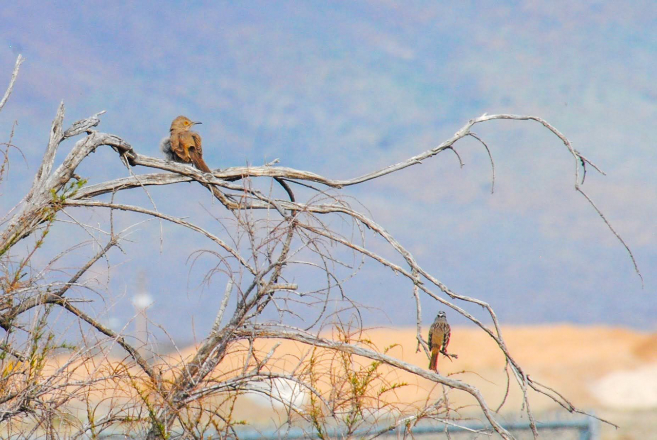 Bendire’s Thrasher and White-crowned Sparrow