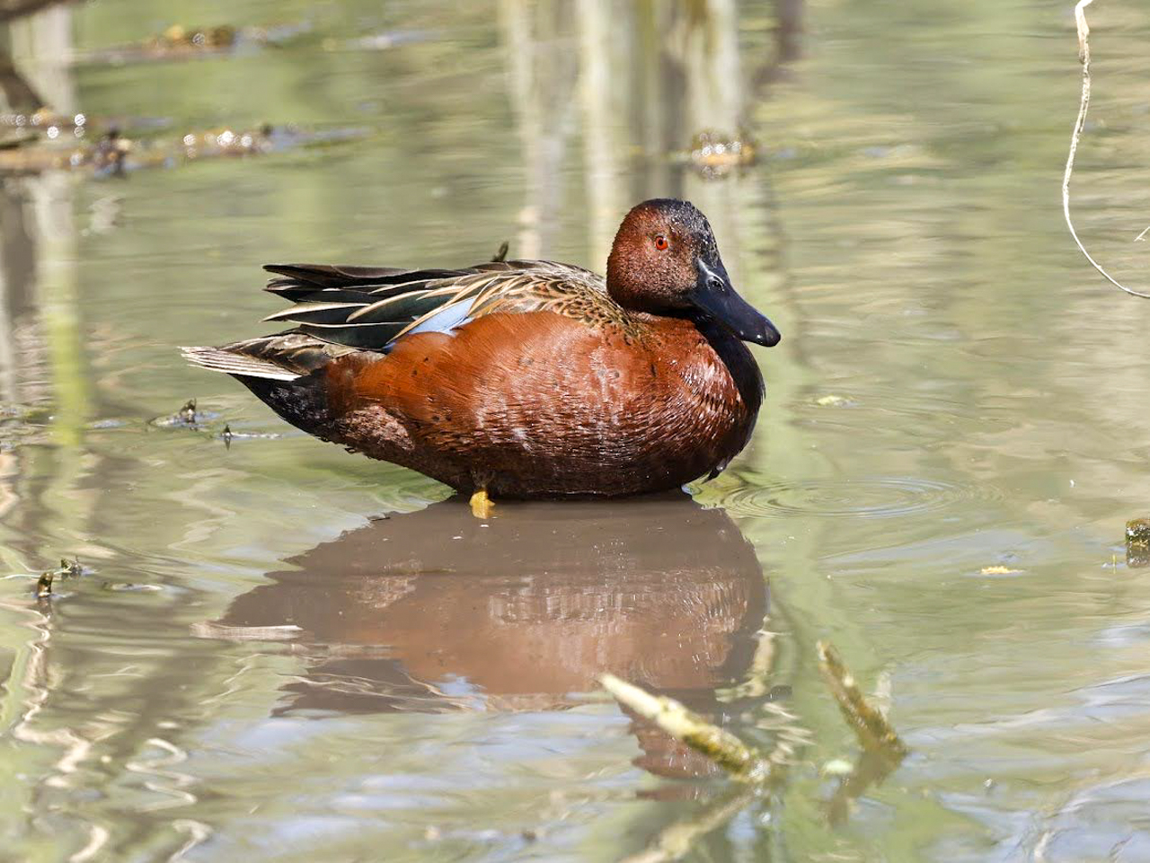 Arizona in Winter Trip Report (March 2026)