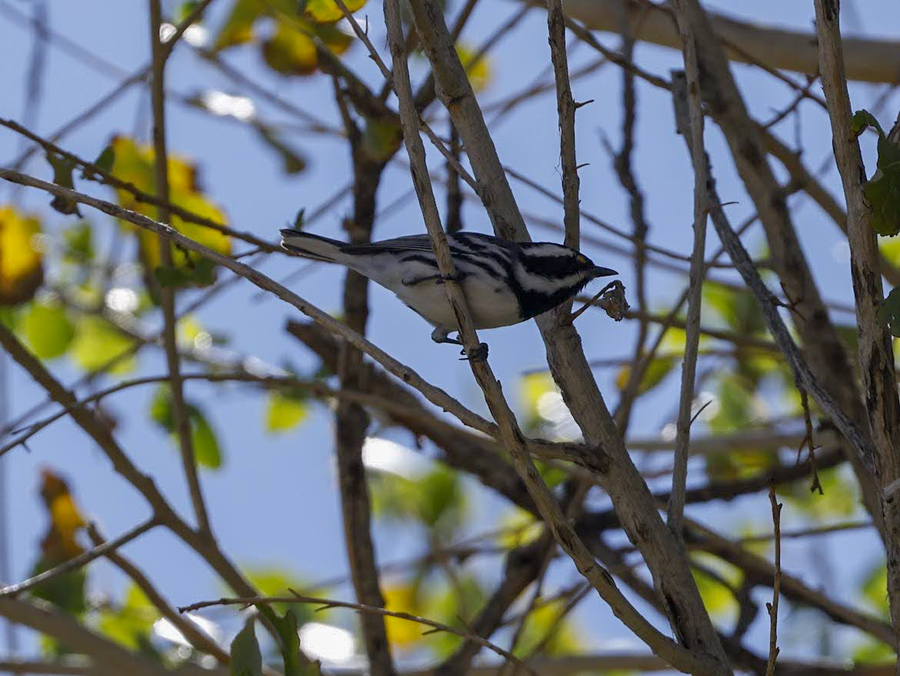 Arizona in Winter Trip Report (March 2026)