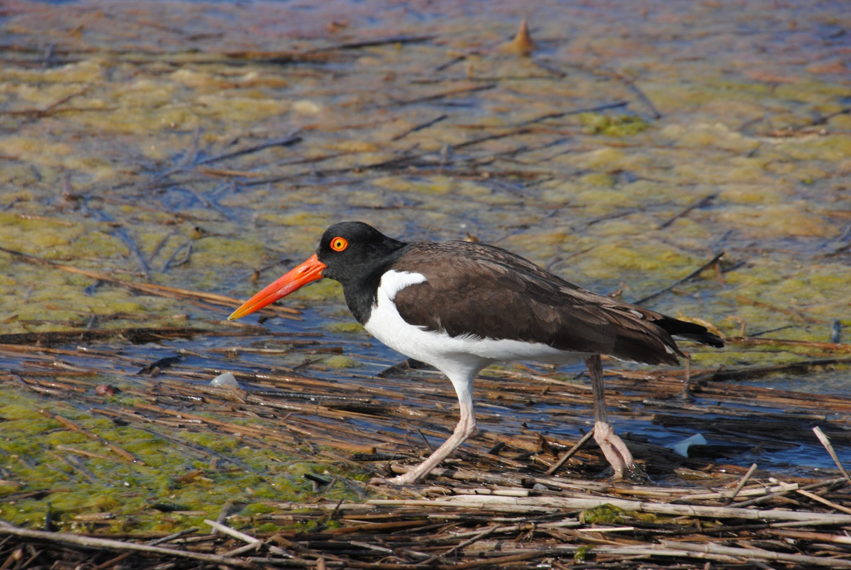 American Oystercatcher
