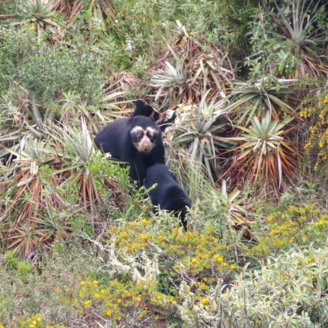 Andean Bear