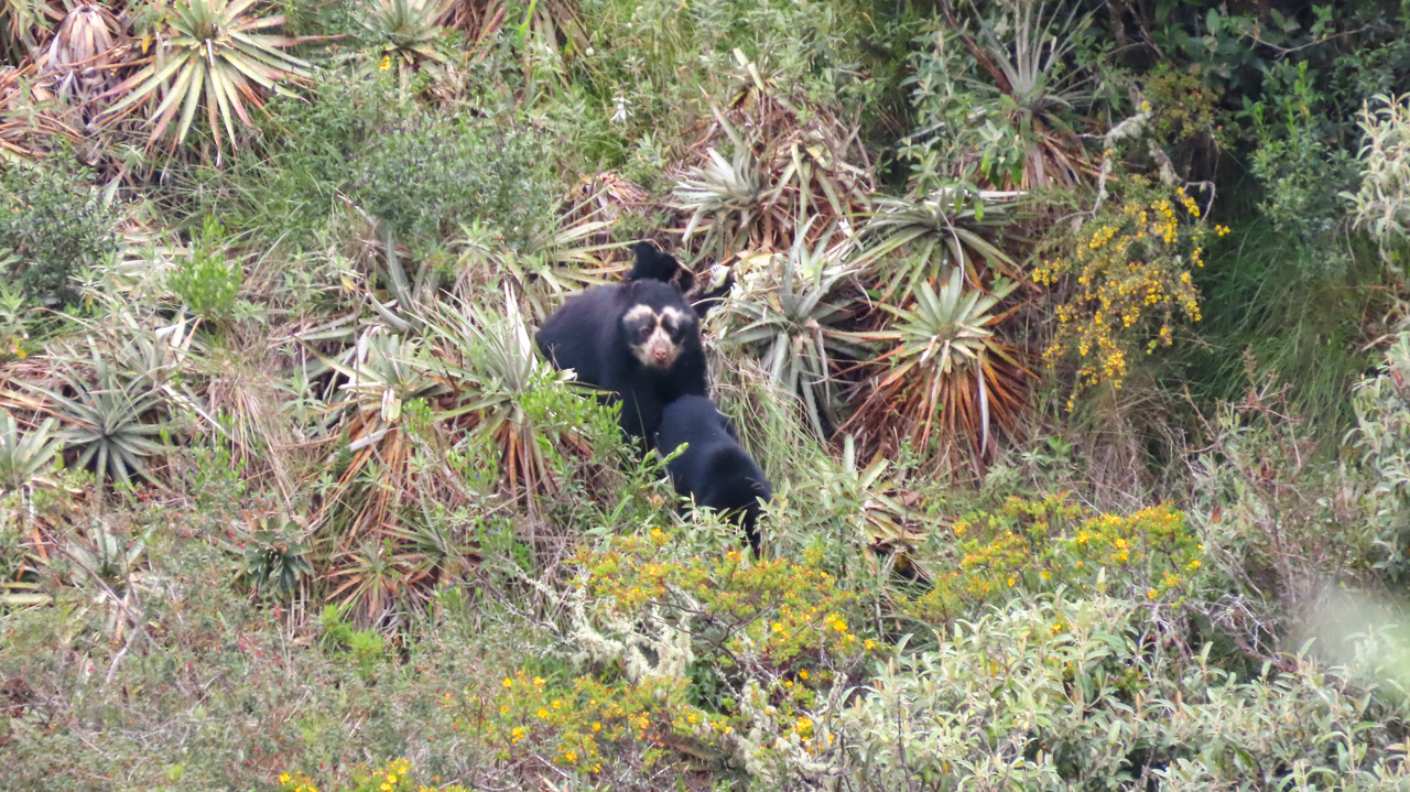 Andean Bear