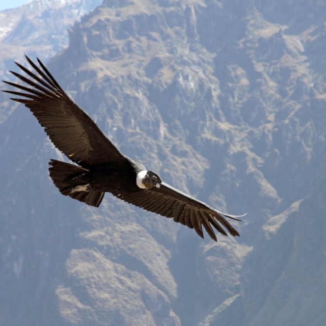 Andean Condor