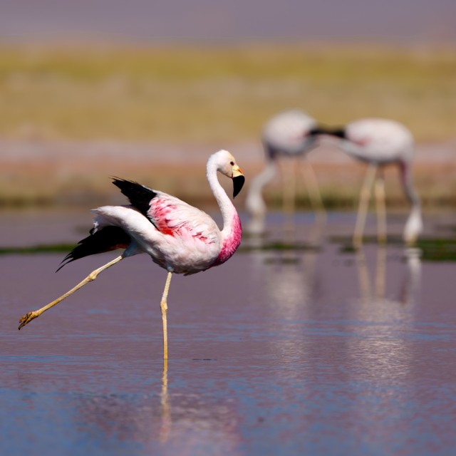 Andean Flamingo