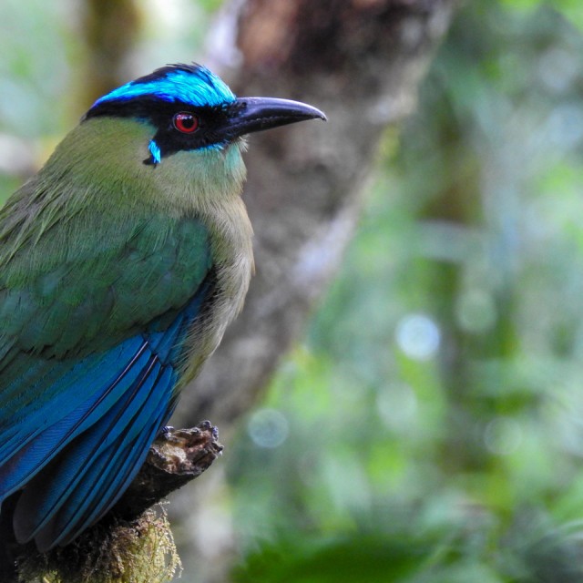 Andean Motmot