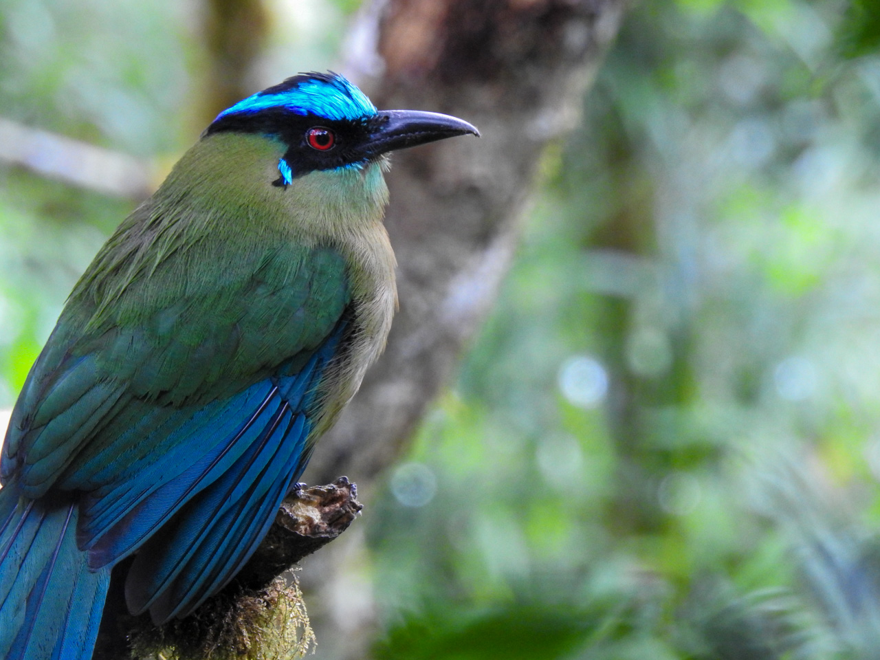 Andean Motmot